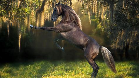 Outstanding More Horse Wallpapers Wallpaper 1600x1200px
