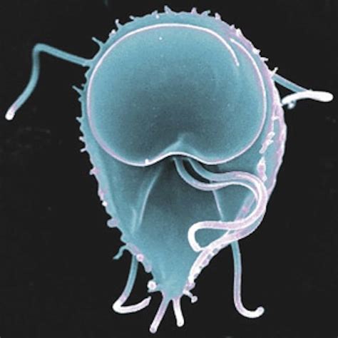 six human parasites you definitely don t want to host