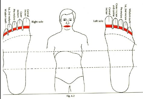 Foot Reflexology Points Important Learn Self Healing Techniques Online