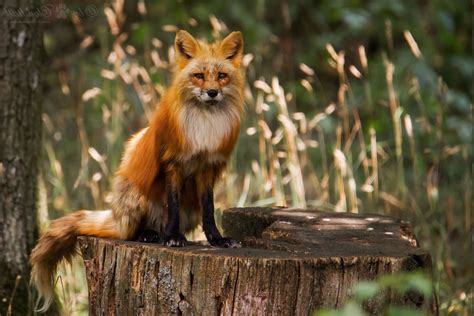 Best animal hd wallpapers of the world. fox, Animals Wallpapers HD / Desktop and Mobile Backgrounds