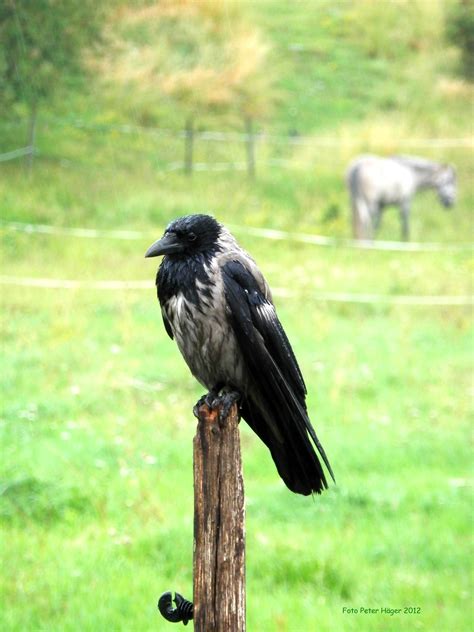 Crow Free Stock Photo Public Domain Pictures