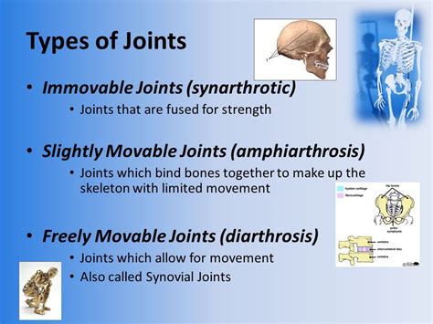 Image Result For Synarthrotic Joints Anatomy Upper Body Anatomy