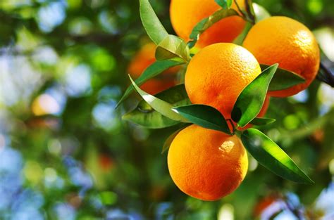 Oranges Branch With Green Leaves On Tree •