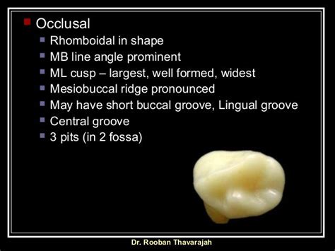 Morphology Of Human Deciduous Mandibular Molar Teeth