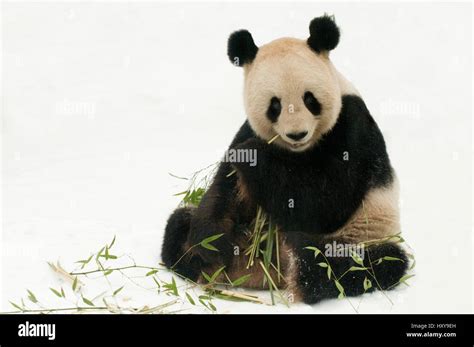 Giant Panda Ailuropoda Melanoleuca Feeding On Bamboo In Snow Captive