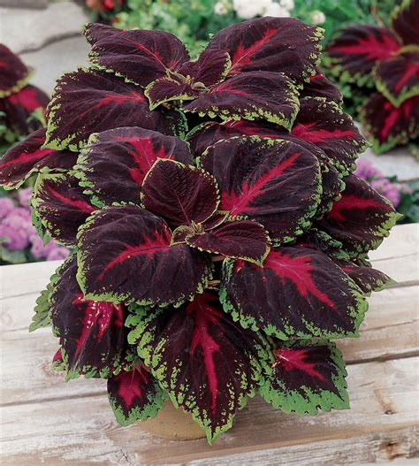 Tips For Growing Colorful Coleus Plants Foliage Plants Container
