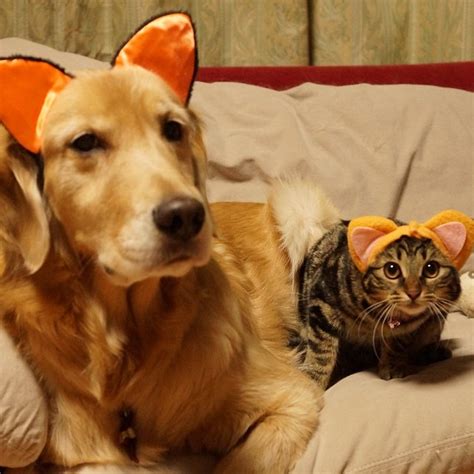 Golden Retriever And Kitten Are Best Friends And Instagram