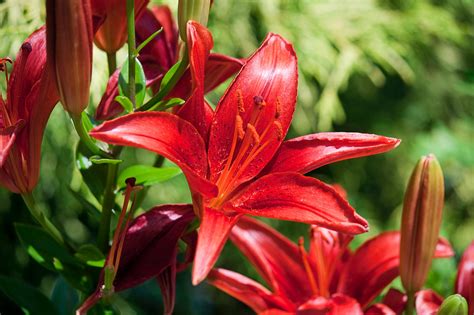 Check spelling or type a new query. What Is The Meaning Behind Lilies? Lily Flower Meaning ...