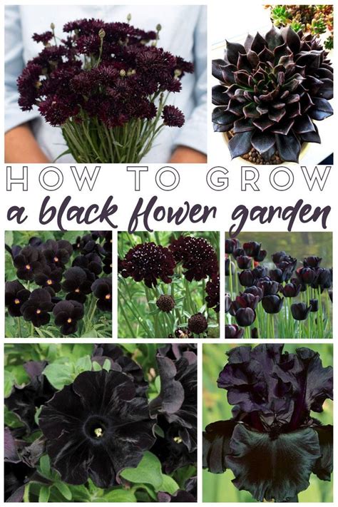 How To Grow A Black Flower Garden