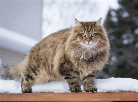 10 Cat Breeds That Thrive In Cold Weather Litter Robot