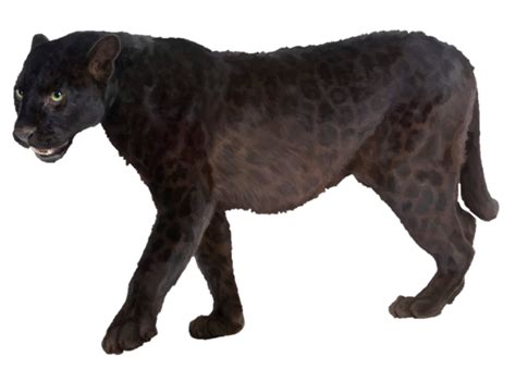 Panther Png Transparent Picture Png Mart