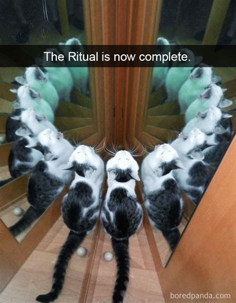 40 Hilarious Cat Snapchats That Will Leave You With The