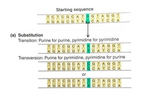 Substitution Dna Mutation — Definition And Examples Expii