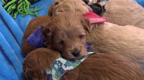 2021 spring teddybear goldendoodles by candy & bucky are due in february, and will be ready to join their. Bella's F1b Mini Goldendoodle Puppies on 1/24/2020 - YouTube