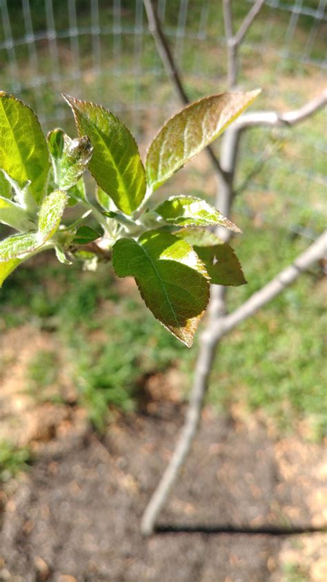 Discoloration In Apple Tree Leaves Newly Planted General Fruit