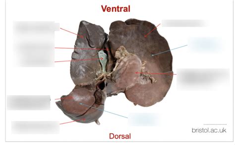 Liver Visceral Surface Canine Diagram Quizlet