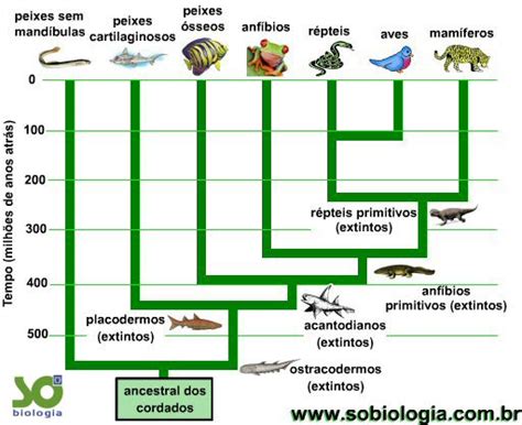 A Filogênese Dos Seres Vivos Só Biologia