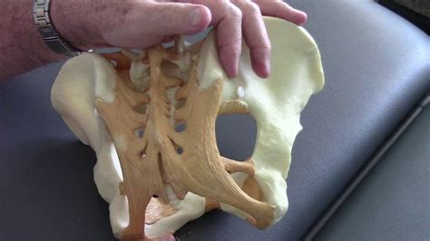 Coccyx Injury Named Side Bent Coccyx Tailbone Youtube