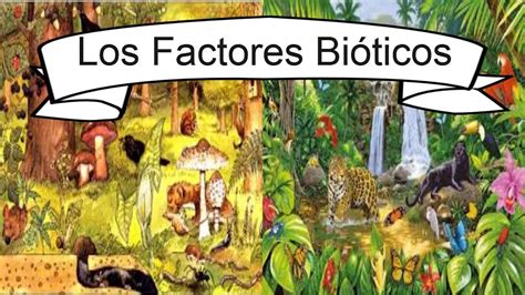 Factores Bioticos Y Abioticos Youtube