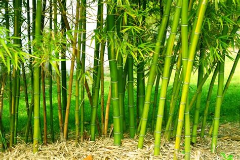 Growing A Bamboo Fence Hunker