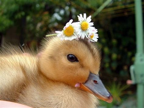 Cute Kawaii Animal Raising Baby Ducks Into Healthy Adult
