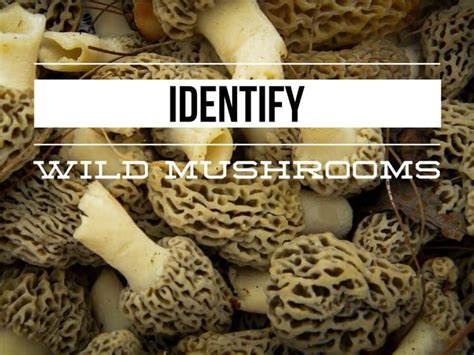 Is This Mushroom Edible? 10 Identification Resources - Gardening Channel