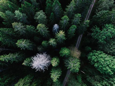 Drone Forest Photo By Geran De Klerk Geran On Unsplash Conifer Trees