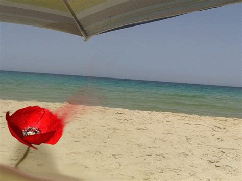 Pin By Henda Henda Dghbs On Leté Et Coquelicots Roses Outdoor Blanket Outdoor Beach Mat