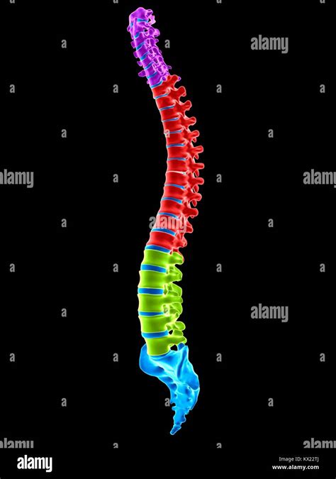 Human Spinal Sections Illustration Stock Photo Alamy
