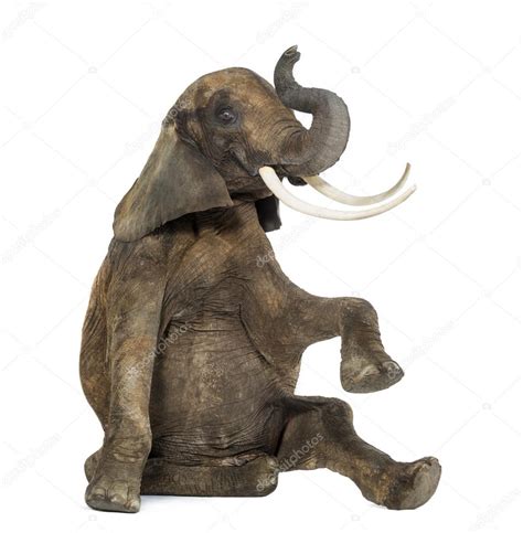 African Elephant Performing Seated On The Floor Trunk Up Isol Stock