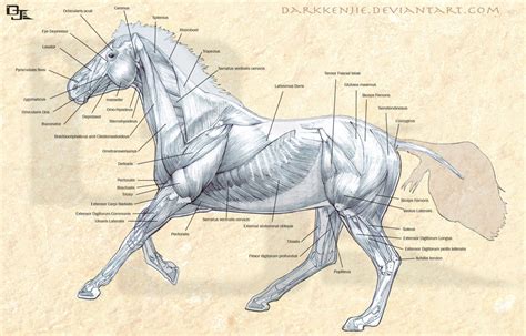 Horse Muscles Anatomy By Djwelch On Deviantart