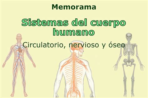 Top 167 Imagenes De Todos Los Sistemas Del Cuerpo Humano