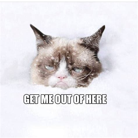 Cold Winter Memes Snow No Grumpy Cat Picture Weather