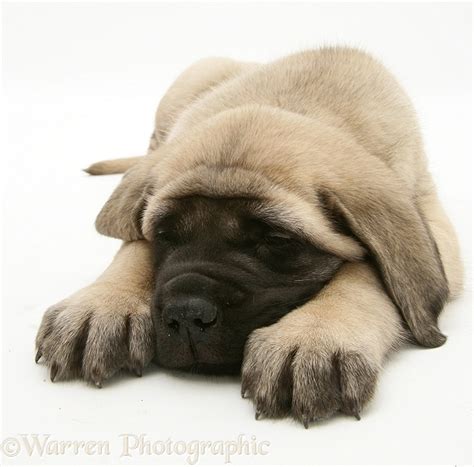 Dog Fawn English Mastiff Pup Asleep Photo Wp11675