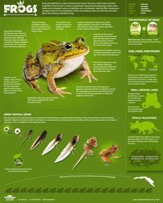 Frogs Frog Gray Tree Frog Frog Facts