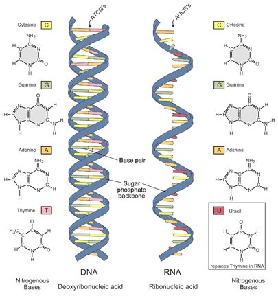 Acidi Nucleici Cliccascienze