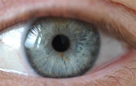 What Do Normal Pupils Look Like Images And Photos Finder
