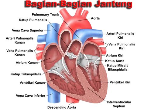 13 Bagian Jantung Dan Fungsinya Dalam Organ Tubuh Manusia Penjelasan