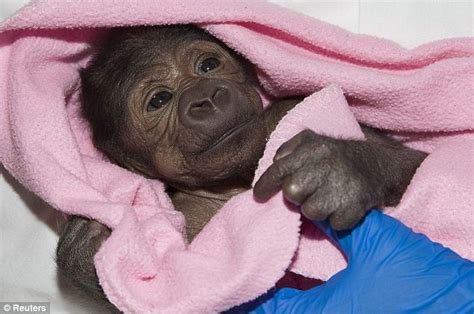 Gorilla Mother Introduces Baby Gorilla Born Via C Section To Troop