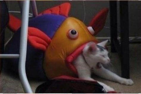 Cursed Cat Rcursedimages