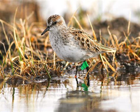 Unraveling The Mysteries Of Migrating Semipalmated Sandpipers Audubon