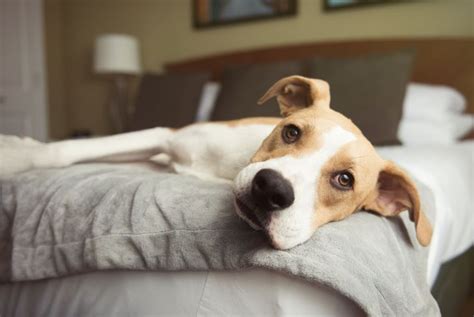 What To Do About A Lethargic Dog