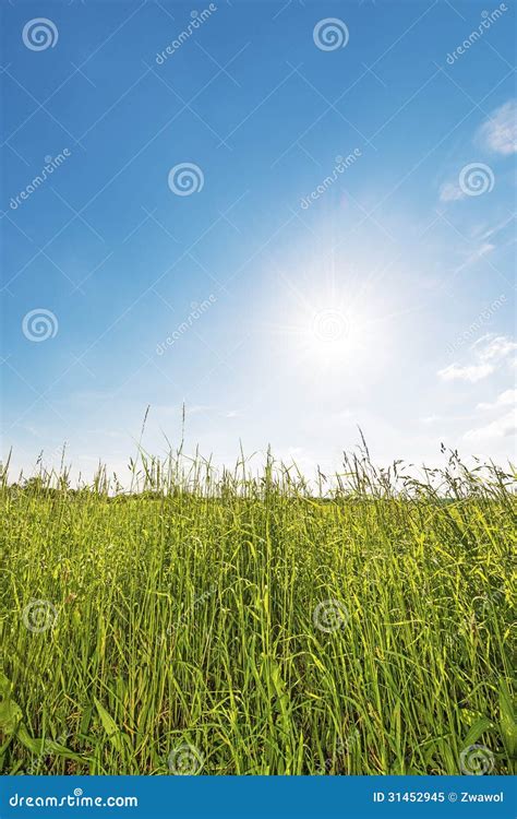 Meadow Backlit Vertical Stock Image Image Of Nature 31452945