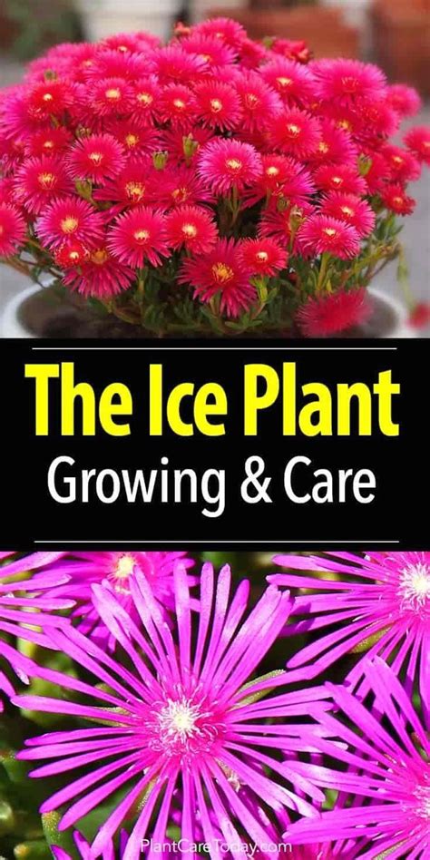 Ice Plant Care How To Grow Ice Plant Succulents Modern Design Ice