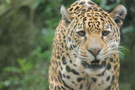 Jaguar Edinburgh Zoo Xlans Photos Flickr