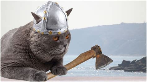 Cats Rule Vikings Had Cats On Board Their Ships As They Set Sail To