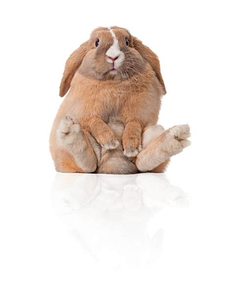 Best Cute Rabbit Stock Photos Pictures And Royalty Free Images Istock