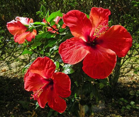 Tropical Hibiscus Hibiscus Rosa Sinensis Kyoto Red In The Tropical