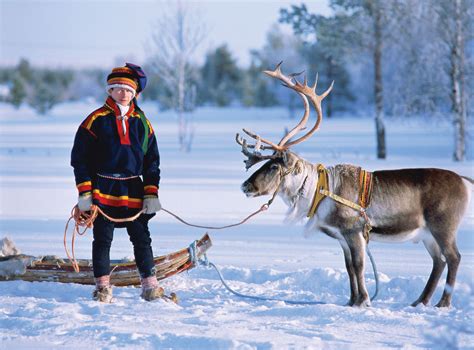 Saami And Reindeer Lapland Lapland Lapland Finland Reindeer