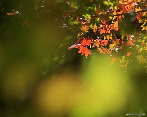 Free Download Wallpaper Nature Wallpaper Vista Autumn Leaves 1